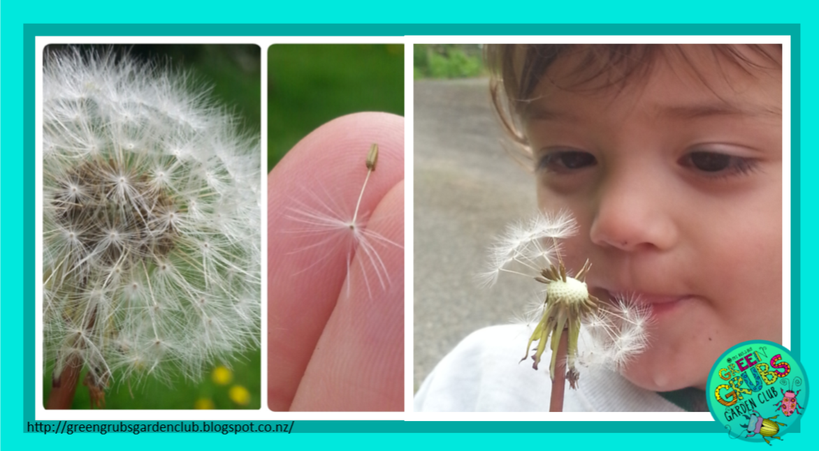 FUN WITH DANDELIONS