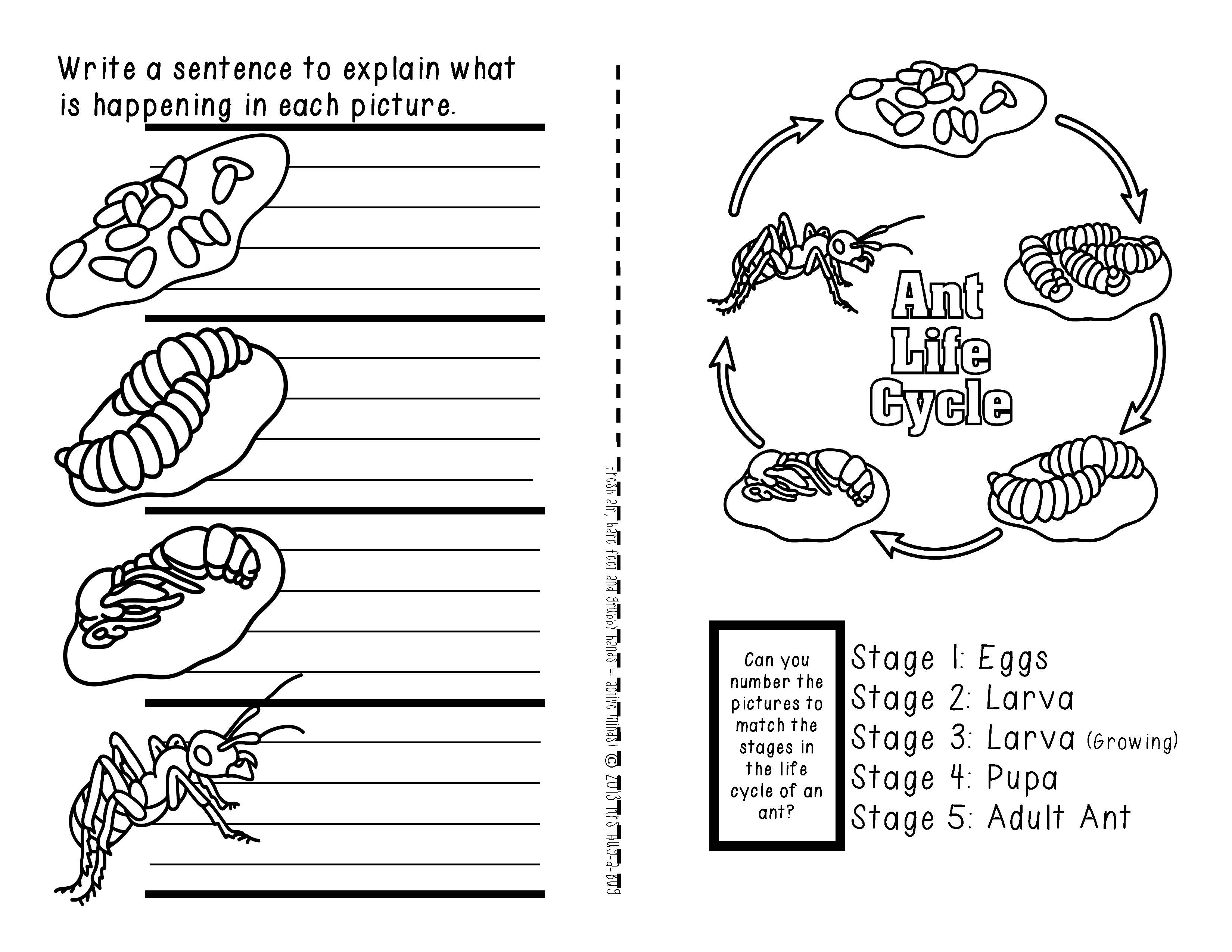 Ants   A Booklet Of Activities Celebrating The Life Cycle