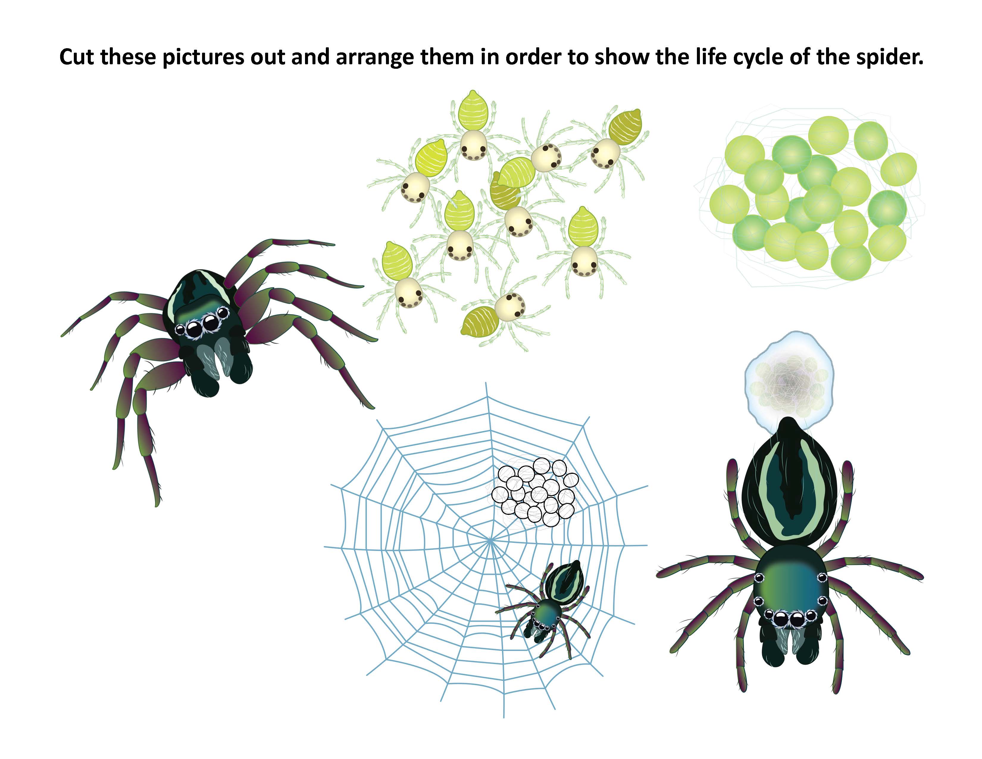 Life Cycle Of A Spider Printables And Resources Life Cycles Spider ...