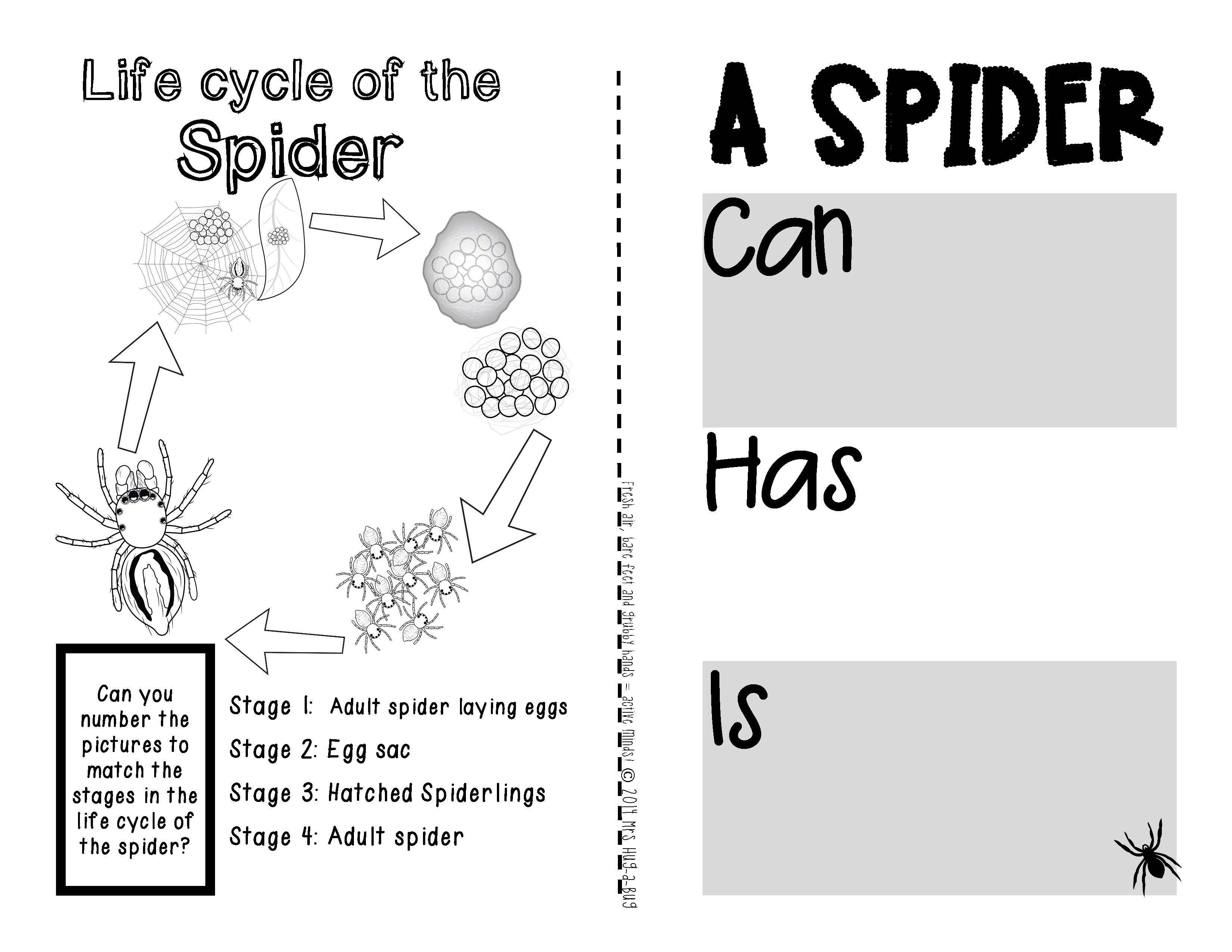 Spiders! {A booklet of activities celebrating the spider’s life cycle}