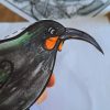 Huia bird {Make & Do Activity Pack} - Image 9