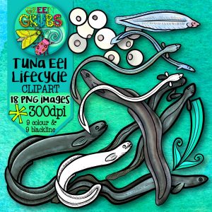 Eel Lifecycle Clip Art