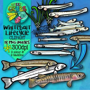 Whitebait Lifecycle Clip Art