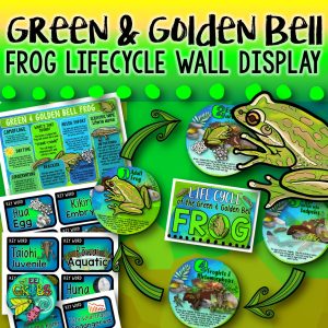 Bell Frog Life Cycle Wall Display